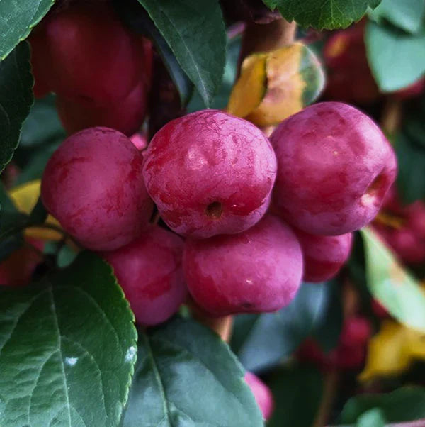Fruit Trees