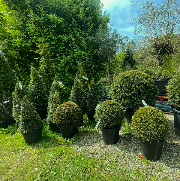 Specimen Plants