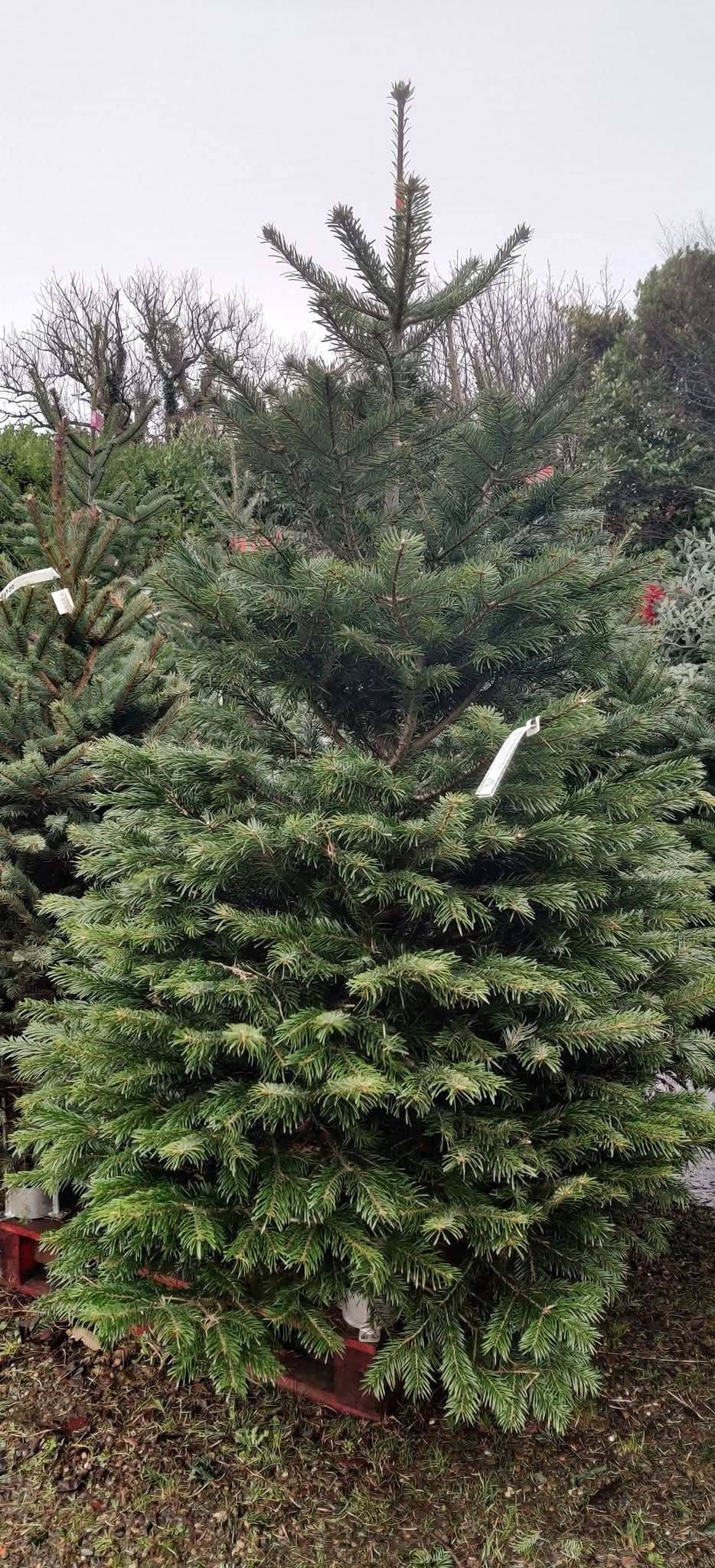 Christmas Trees & Wreaths