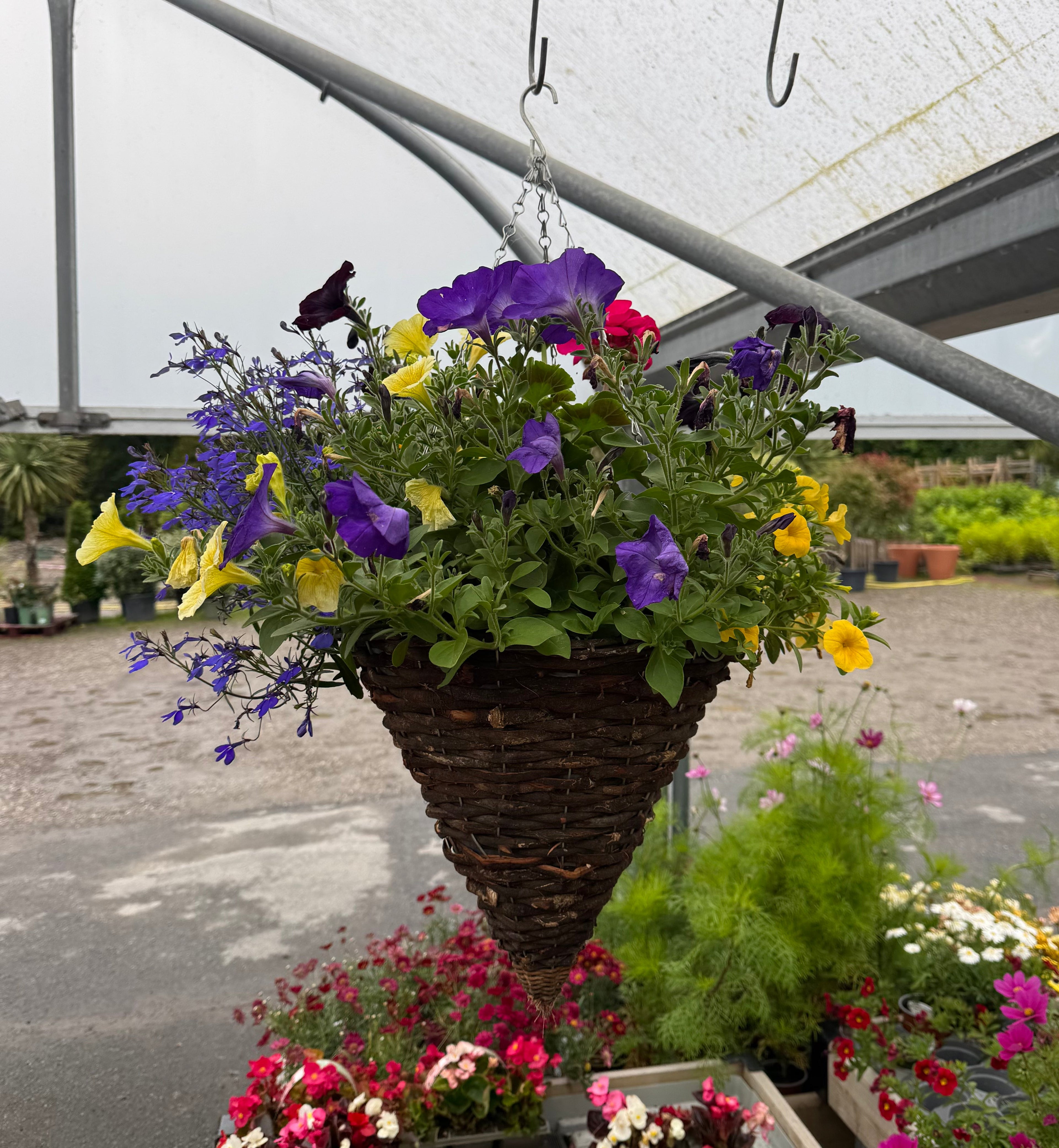 Bedding & Hanging Basket Plants