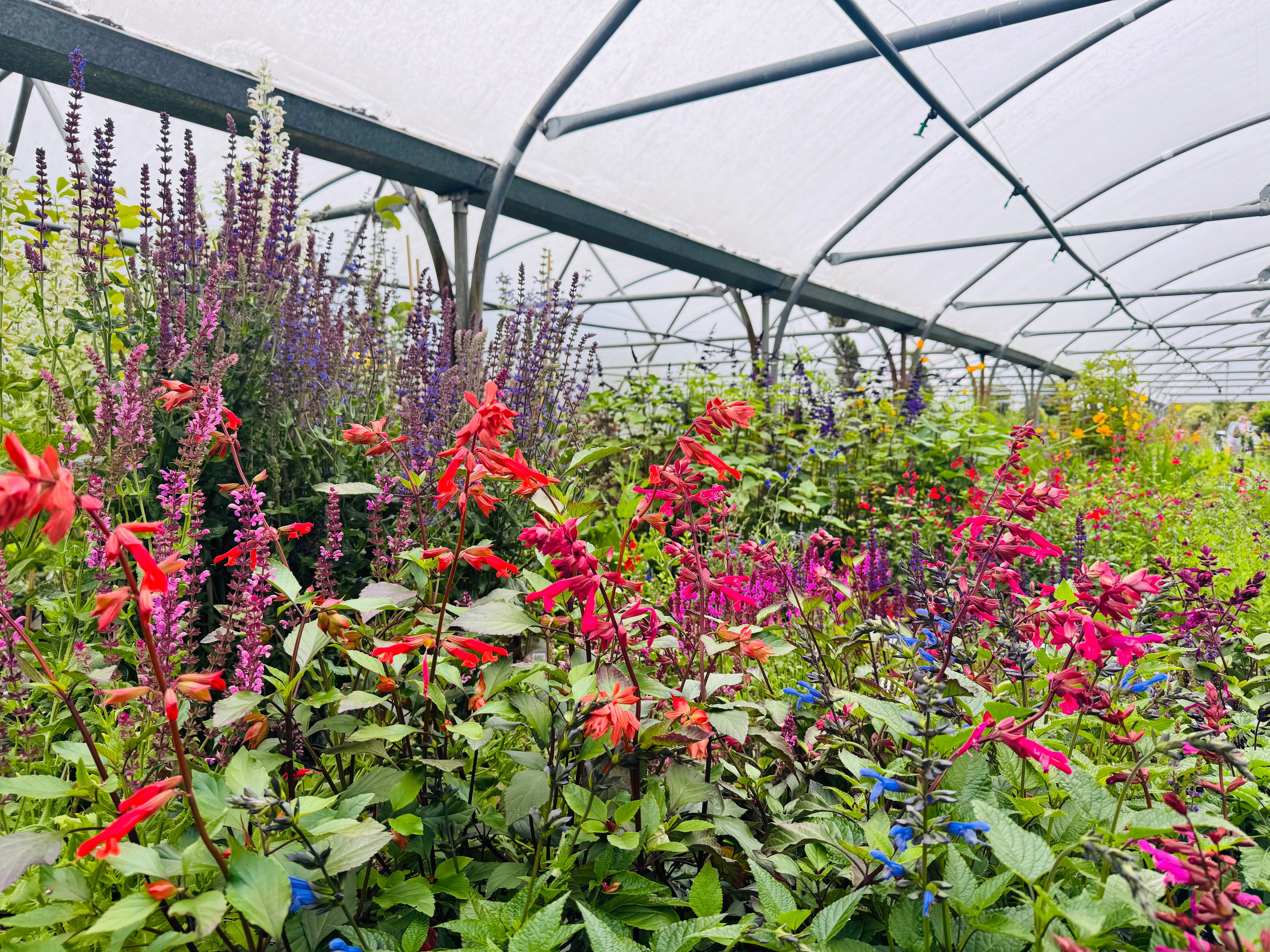 Perennials