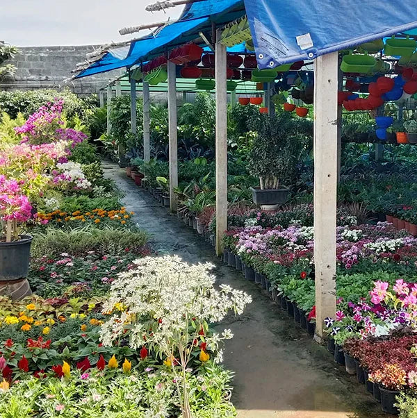 Plants for events & Other