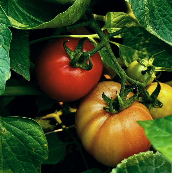 Vegetables