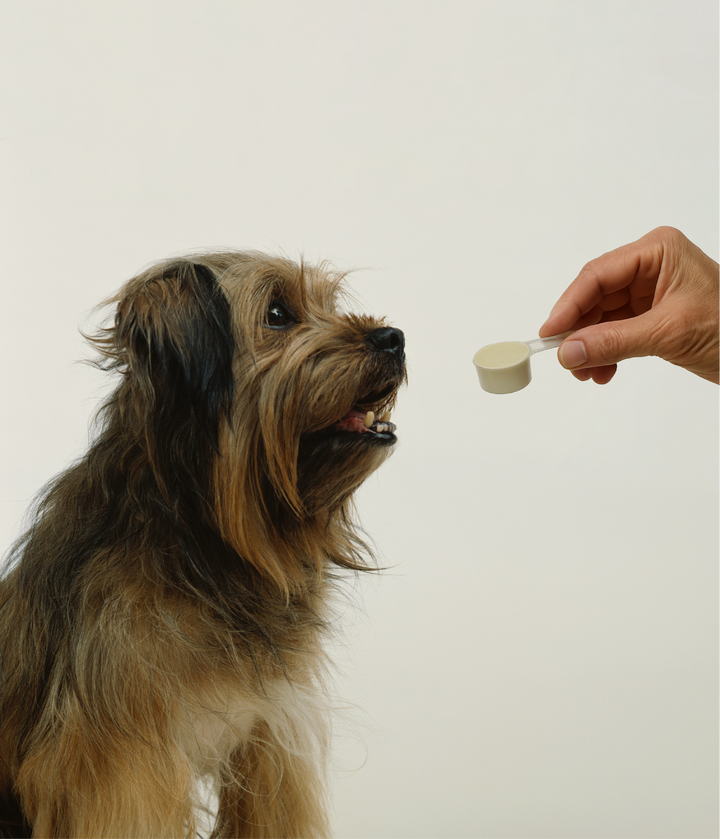 DAILY ITCH RELIEF FOR DOGS