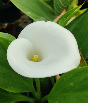 Calla Lily in an 8cm pot