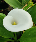 Calla Lily in an 8cm pot