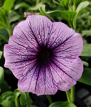 Petunia in a 12cm pot