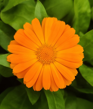Pot Marigold in a 5cm pot