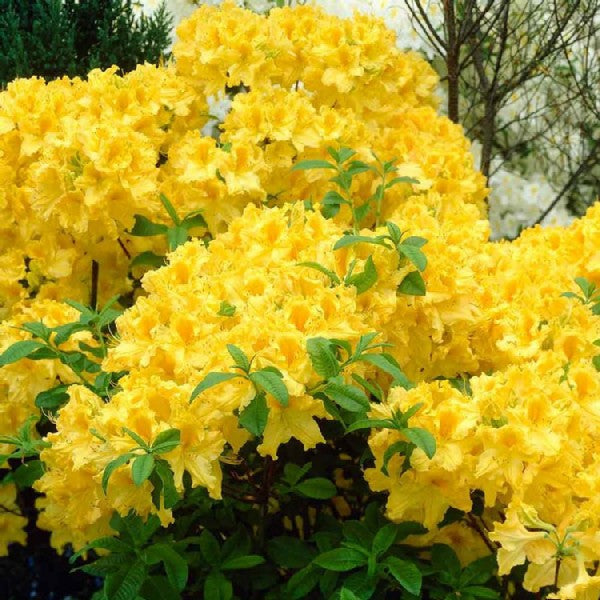 TEST - Pittosporum tenuifolium (Tawhiwhi)