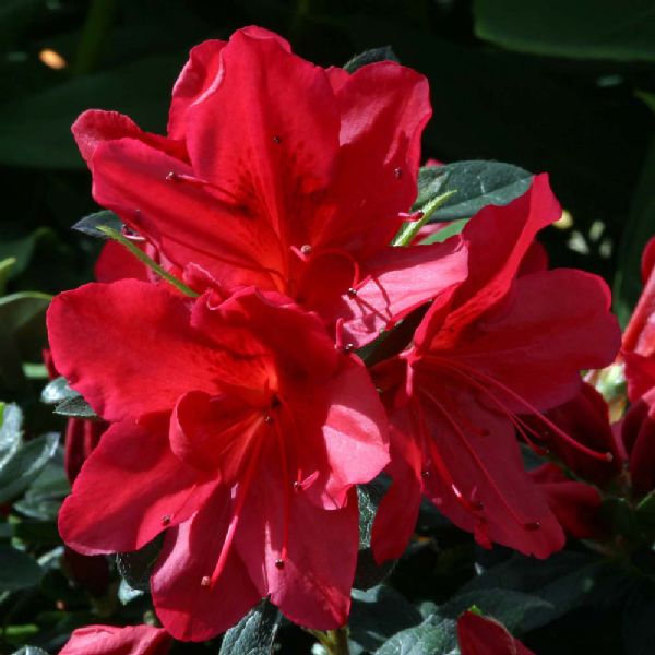 TEST - Hebe 'McEwanii'