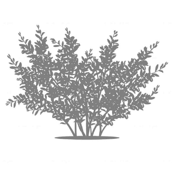 TEST - Lonicera nitida 'Lemon Beauty'